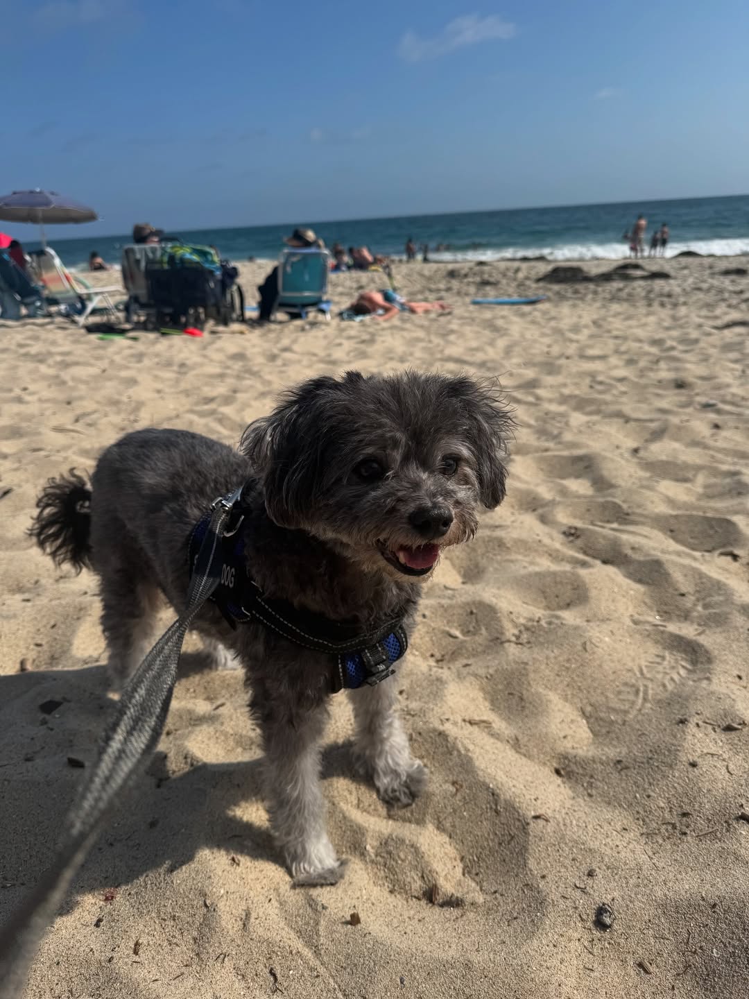 s晒照缅怀, 我的小泰迪